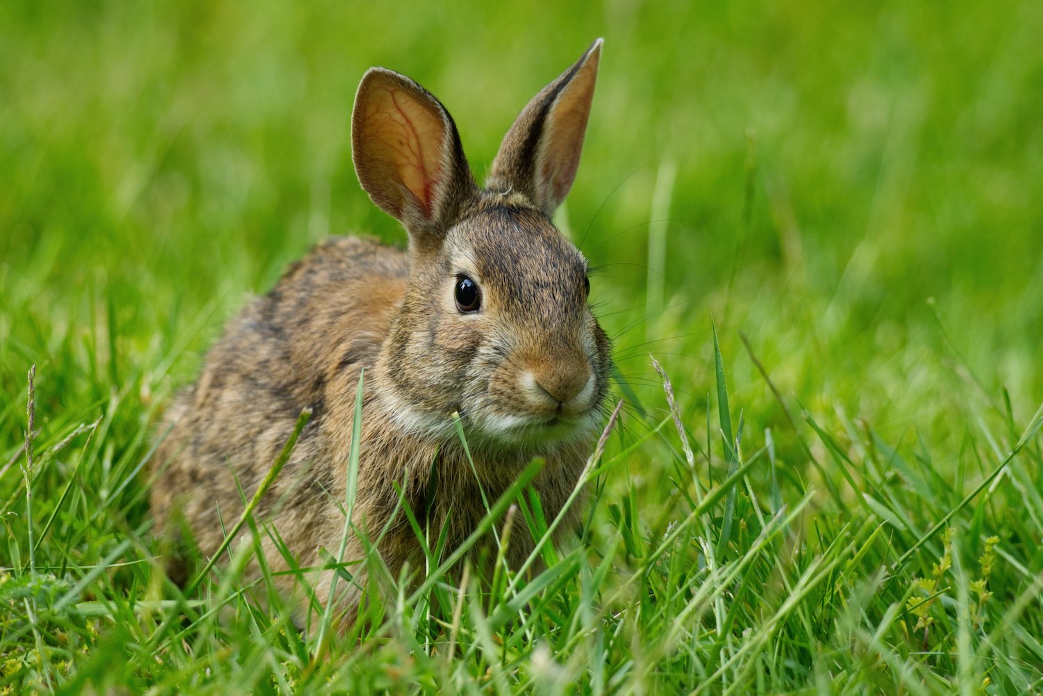 Bunny 3 0615
